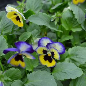 Viola x wittrockiana 