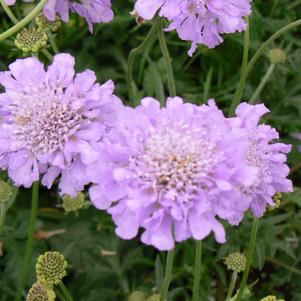 Scabiosa columbaria 'Butterfly Blue'