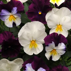 Viola x wittrockiana 