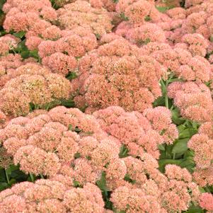 Sedum spectabile 'Autumn Joy'