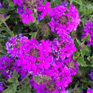 Verbena canadensis 'Homestead Purple'