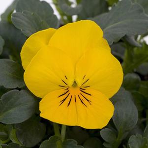 Viola cornuta 'PAS1241263'