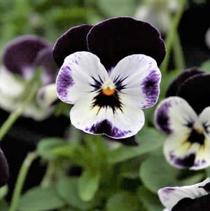 Viola cornuta 