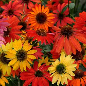 Echinacea x hybrida 'Cheyene Spirit'