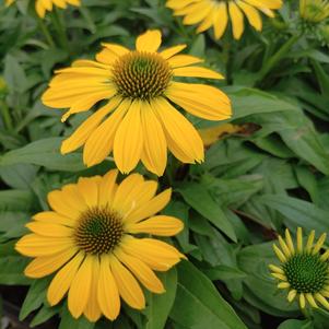 Echinacea x hybrida 'Balsomemyim'