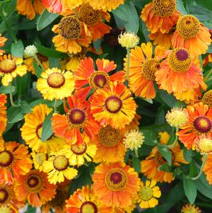 Helenium x 'Helbro'