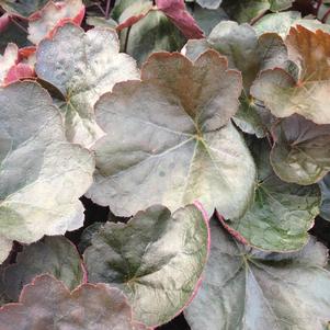 Heuchera x hybrida 'Carnival Black Olive'