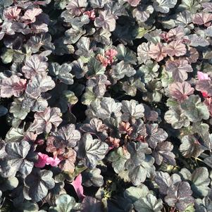 Heuchera x 'Midnight Rose'