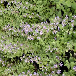 Nepeta x faassenii 'Blue Wonder'