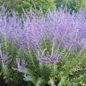 Perovskia atriplicifolia 'Little Spire'