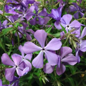 Phlox divaricata 'Blue Moon'