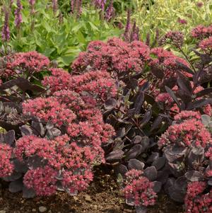 Sedum x 'Dazzleberry'