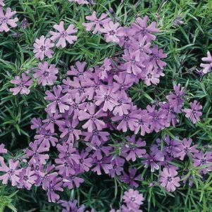 Phlox subulata 'Purple Beauty'