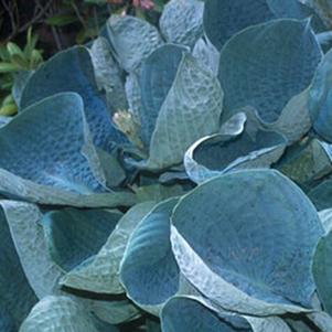 Hosta x 'Abiqua Drinking Gourd'