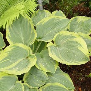 Hosta x 'Megan's Angel'