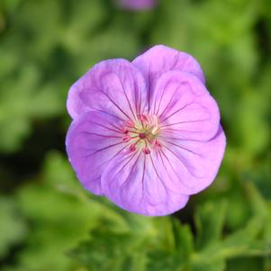 Geranium x 'Gerwat'