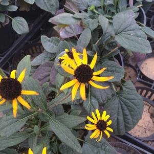 Rudbeckia fulgida 'Little Goldstar'