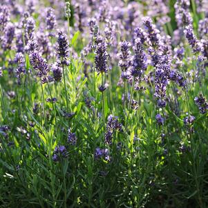 Lavandula angustifolia 'SuperBlue'