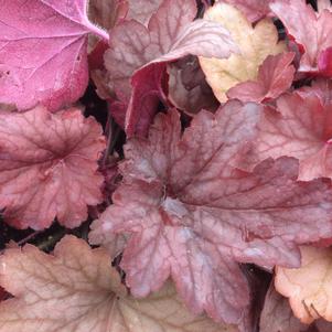 Heuchera x 'Georgia Peach'