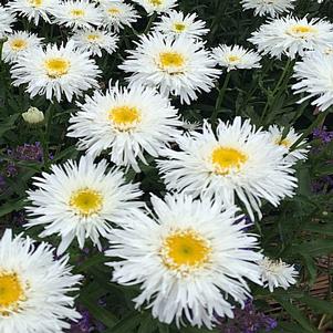 Leucanthemum superbum 'Sante'