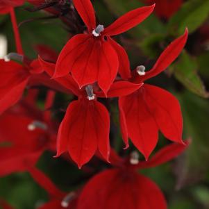 Lobelia x speciosa 'PAS1302716'