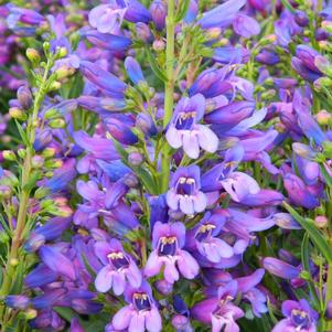 Penstemon schmidel 'Delfts Blue Riding Hood'