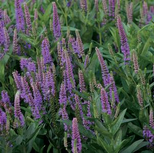 Veronica x hybrida 'Purpleicious'