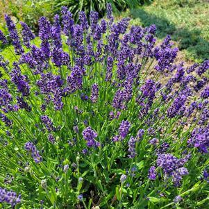 Lavandula x intermedia 'Niko'