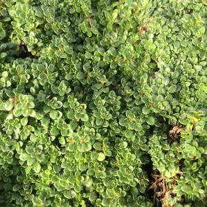 Thymus serpyllum 'Elfin'