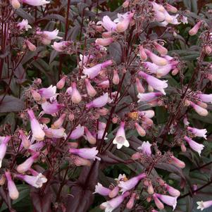 Penstemon hyrbid 'Dark Towers'