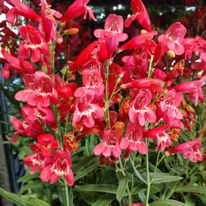 Penstemon schmidel 'Red Riding Hood'