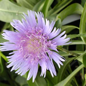 Stokesia laevis 'Blue Danube'