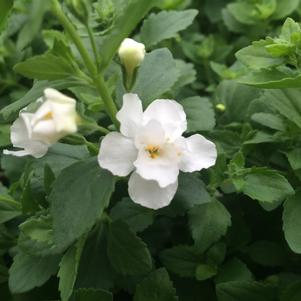 Sutera cordata 