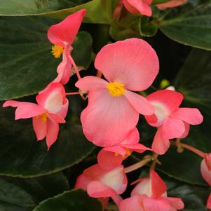 Begonia x benariensis 