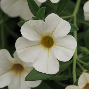 Calibrachoa hybrida 'Balcabwhite'