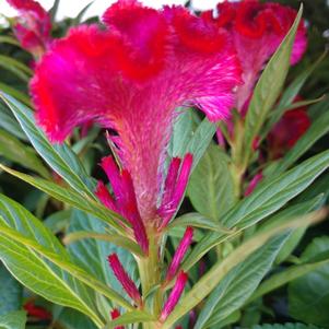 Celosia cristata 