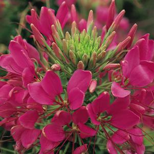 Cleome hassleriana 'Sparkler Rose'