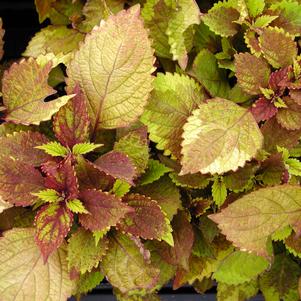 Solenostemon scutellarioides 'Pineapple'