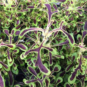 Solenostemon scutellarioides 