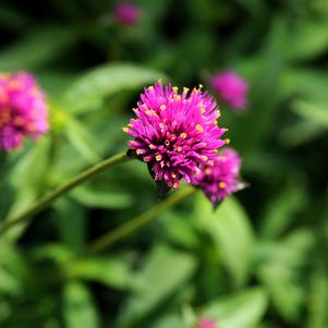 Gomphrena globosa 'Fireworks'