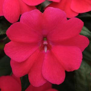 Impatiens hawkeri 'Balbiged'