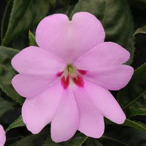 Impatiens hawkeri 'Balbigilac'