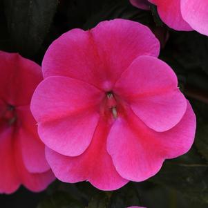 Impatiens hawkeri 'Balboufink'