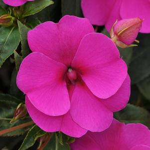 Impatiens hawkeri 'Balbouvimp'