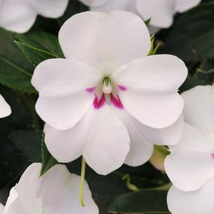 Impatiens hawkeri 'Balbouite'