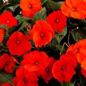 Impatiens x hybrida 'SAKIMP025'