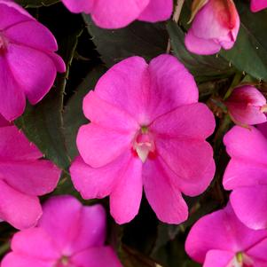 Impatiens x hybrida 'SAKIMP063'