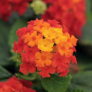 Lantana camara 'Balluced'