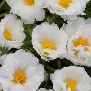 Portulaca grandiflora 'PAS752655'