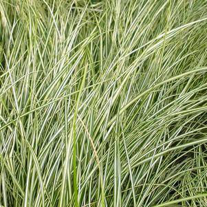 Carex oshimensis 'Evergold'